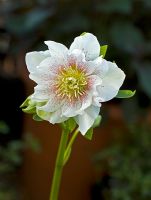 Double-frilled white speckled Hellebore, Hadlow College, Kent have been researching and cross-breeding this plant species
 