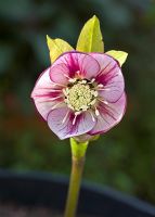 Double-veined butterfly closed Hellebore. Hadlow College, Kent have been researching and cross-breeding this plant species