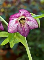 Star-shaped purple butterfly-veined Hellebore.  Hadlow College, Kent have been researching and cross-breeding this plant species
