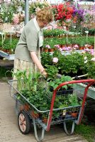Woman selecting plants to purchase and placing them in trolley. Ladybird Nurseries, Snape, Suffolk