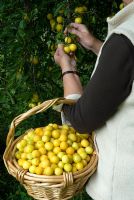 Woman picking wild 'Mirabelle' Plums growing in hedgerow