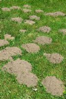 Molehills, showing recent activity below ground 