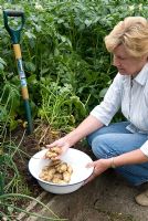 Woman harvesting  'Juliette' Potatoes