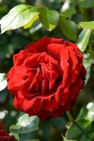 Rosa 'Crimson Cascade' 