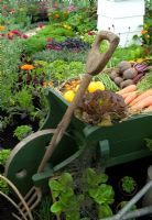 Painted wooden wheelbarrow containing vegetable produce in cottage garden setting - Malvern Autumn Show 2010