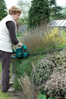 Woman using electric hedge trimmer in early Spring to cut back dead Lavender heads from previous year