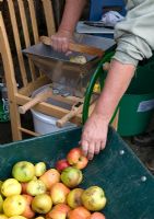 Making Apple Juice -  Windfall Apples being pulped prior to going into press 
