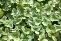 Trifolium repens 'Green Ice'