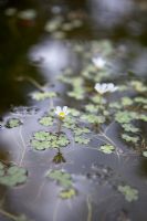 Ranunculus aquatilis - Common Water Crowfoot