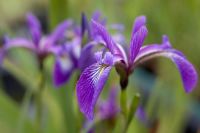 Iris versicolour 'Algonquin'