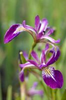 Iris versicolour 'Kermesina'