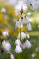 Eriophorum latifolium - Broadleaved Cotton Grass