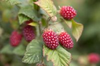 Rubus fruticosus x idaeus - Tayberry
