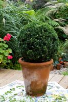 Trimming Buxus topiary - using newspaper to catch clippings