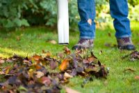 Using leaf blower to clear leaves from lawn in autumn