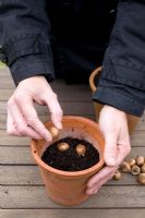 Planting Crocus tommasinianus in old terracotta pots for spring display