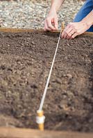 Using string line to mark out vegetable bed for planting Cabbages 'Savoy Estoril F1'