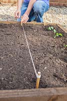 Using string line to mark out vegetable bed for planting Borecole 'Redbor F1'