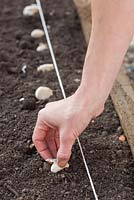 Planting Garlic 'Arno' - Spacing out bulbs