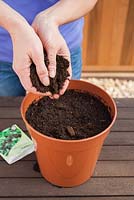 Sowing 'cut and come again' and fast crop lettuce - Covering seeds with compost
