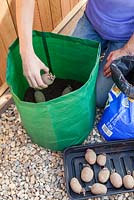 Planting chitted seed potatoes in a sack