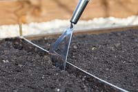 Sowing oriental salad mix directly into raised vegetable bed - Making shallow trench with hoe