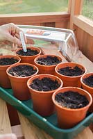 Sowing Nasturtium 'Tom Thumb Mixed' in greenhouse and covering with plastic propagator