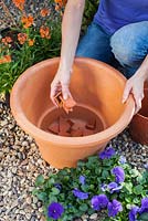 Planting spring container with Cornus 'Winter Beauty', Erysimum 'Apricot Delight' and Viola 'True Blue' - Adding broken pieces of terracotta for drainage
