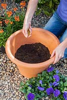 Planting spring container with Cornus 'Winter Beauty', Erysimum 'Apricot Delight' and Viola 'True Blue' - Adding grit to help drainage
