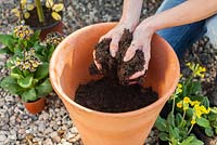 Planting spring container with Salix caprea, Primula veris and Primula 'Gold Lace' - Adding compost