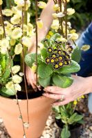 Planting spring container with Salix caprea, Primula veris and Primula 'Gold Lace' 