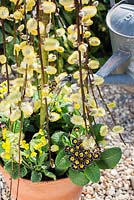 Planting spring container with Salix caprea, Primula veris and Primula 'Gold Lace' - Watering in