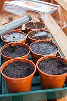 Sowing Tomatoes 'Moneymaker' in greenhouse and covering with plastic propagator - Watering in