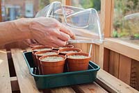 Sowing Tomato 'Moneymaker' in greenhouse and covering with plastic propagator