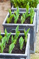 Tulipa 'Spring Green' emerging in Spring