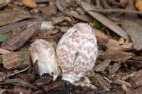 Coprinopsis picacea - Magpie inkcap, newly emerged from woodland floor amongst bark chippings at RHS Wisley gardens, Surrey