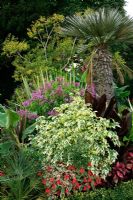 Trithrinax campestris, Fuchsia 'Firecracker', Abutilon 'Savitzii', Iresine, Canna and Fuchsia paniculata at Birmingham Botanic Garden