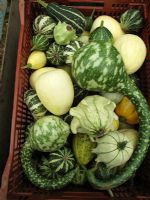 Harvested ornamental gourds - Swans neck gourds, Ornamental gourds 'Crown of Thorns' and 'Small Fruited Mixed'                          