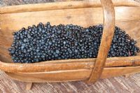 Vaccinium myrtillus - Freshly picked wild, English Bilberries in wooden trug