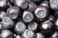 Vaccinium myrtillus - Wild, English Bilberry