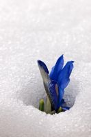 Iris Lady Beatrix Stanley poking through snow