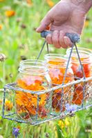 wire basket with glass jars of Calendula officinalis - orange marigolds 