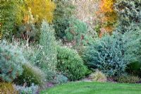 Evergreen border in Autumn - Hebe, Pennisetum 'Little Bunny', Juniperus communis 'Hibernica', Juniperus squamata 'Meierii', Gaura lindheimeri and Pinus strobus 'Radiata'