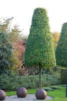 Acer campestre - Maple topiary in formal garden 