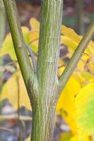 Acer tegmentosum - White Tigress