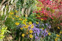 Rudbeckia, Aster and Euonymus alatus in mixed late summer border 