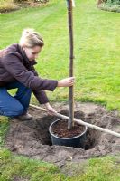 Step by Step - Woman planting quince tree - measuring hole depth with pole 