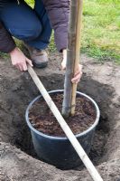 Step by Step , Woman planting quince tree - checking hole depth with pole 