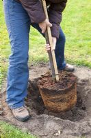 Step by Step - removed from pot and placing roots of tree into measured hole