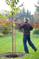 Step by Step , Planting quince tree - knocking support stake in with mallet 
